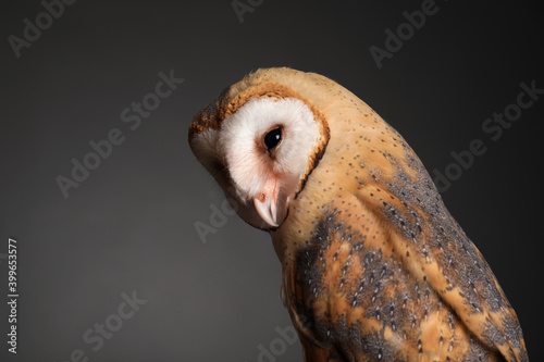 Fototapeta Naklejka Na Ścianę i Meble -  Beautiful common barn owl on grey background, closeup