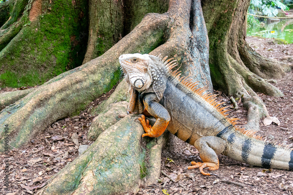 Green Iguana (Iguana Iguana) Large Herbivorous Lizard Trying to Climb a Tree Green Iguana (Iguana Iguana) Large Herbivorous Lizard Trying to Climb a Tree