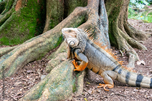 Green Iguana  Iguana Iguana  Large Herbivorous Lizard Trying to Climb a Tree