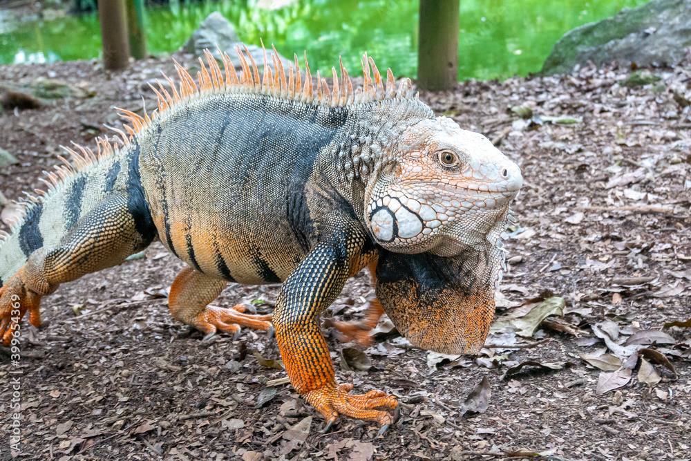 Fototapeta premium Green Iguana (Iguana Iguana) Large Herbivorous Lizard Walking on the Ground in Medellin, Colombia