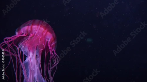 colours jellyfish