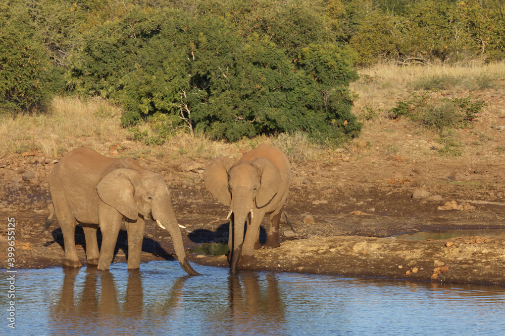 Obraz premium Afrikanischer Elefant / African elephant / Loxodonta africana