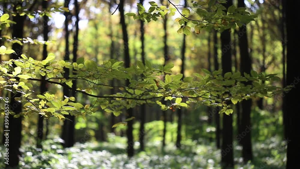 Beautiful green leaves sway in the wind in the forest, park. The lights of a sun. Beautiful green leaves sway in the wind in the forest, park. The lights of a sun.