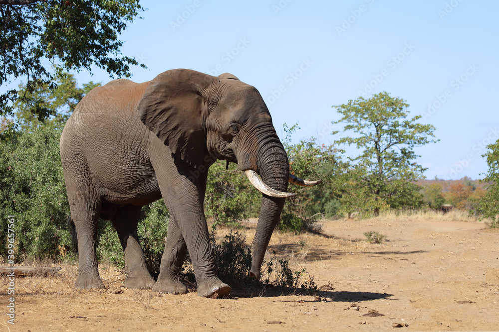 Obraz premium Afrikanischer Elefant / African elephant / Loxodonta africana