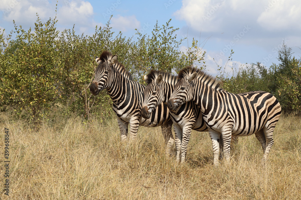 Fototapeta premium Steppenzebra / Burchell's zebra / Equus burchellii
