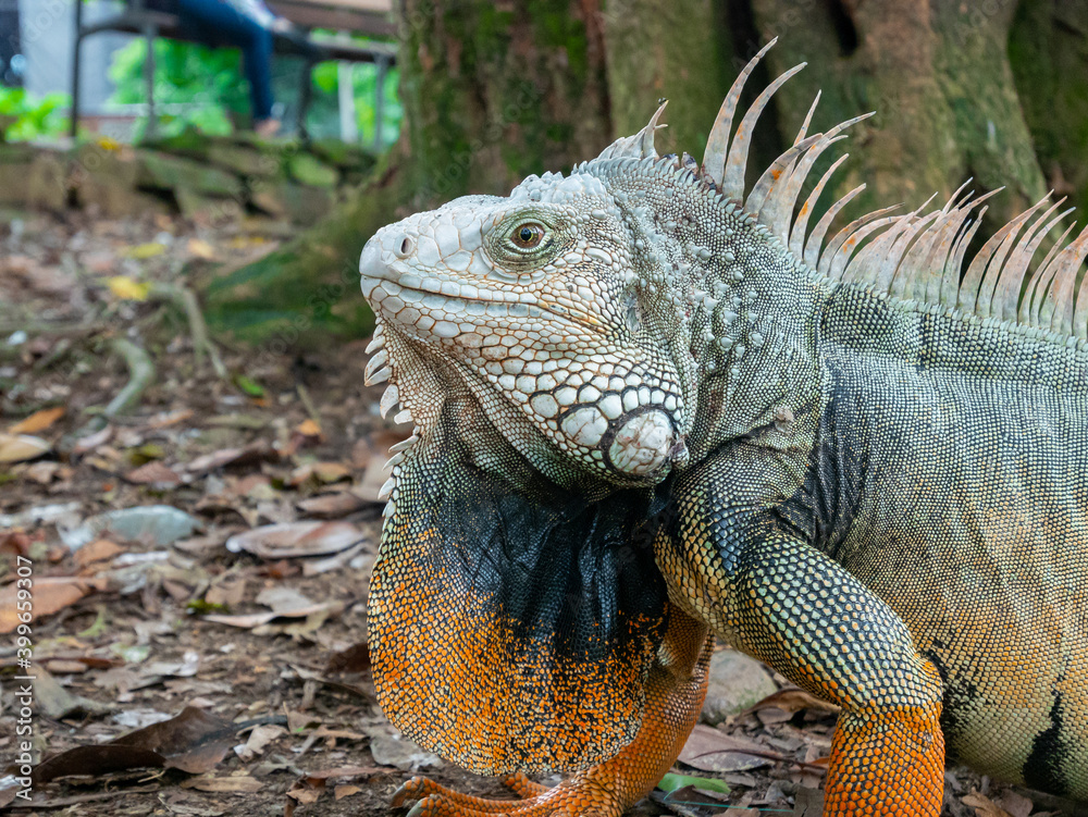 Green Iguana (Iguana Iguana) Large Herbivorous Lizard Staring on the Ground in Medellin, Colombia Green Iguana (Iguana Iguana) Large Herbivorous Lizard Staring on the Ground in Medellin, Colombia