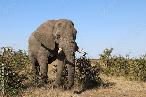 Afrikanischer Elefant / African elephant / Loxodonta africana