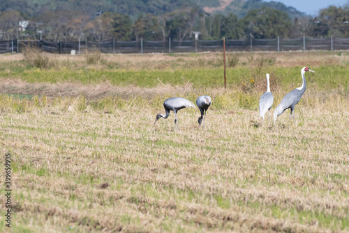 Family of white-naped cranes in Izumi CIty