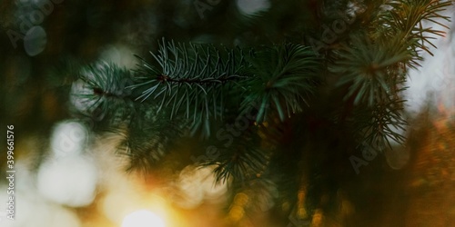 christmas tree branches