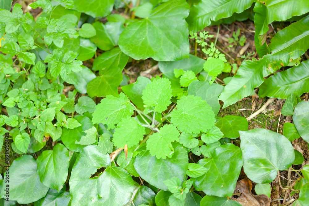 Green plants view from above, use as background or texture Green plants view from above, use as background or texture