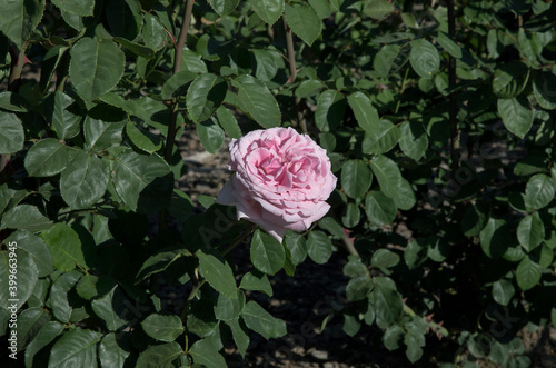 Floral. Rose. Closeup view of beautiful Rosa Frederic Mistral flower of light pink petals spring blooming in the garden.