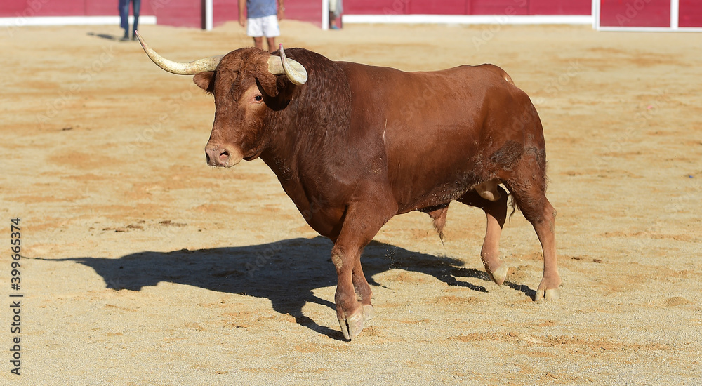 bull with big horns on the cattle farm