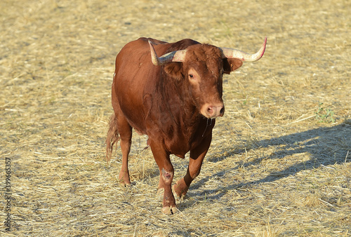 spanish bull with big horns on the bullring arena in a traditional spectacle of bullfight