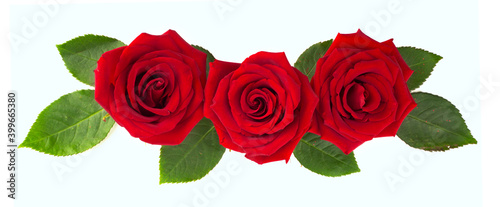 Red rose flowers and leaves on white