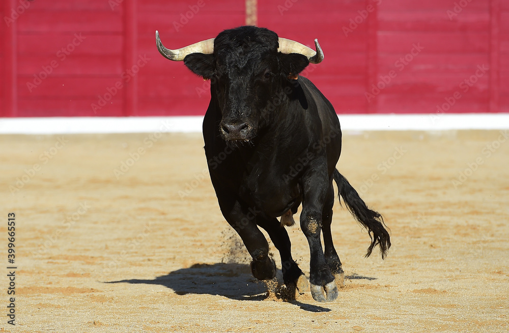 spanish bull with big horns on the bullring arena in a traditional spectacle of bullfight spanish bull with big horns on the bullring arena in a traditional spectacle of bullfight