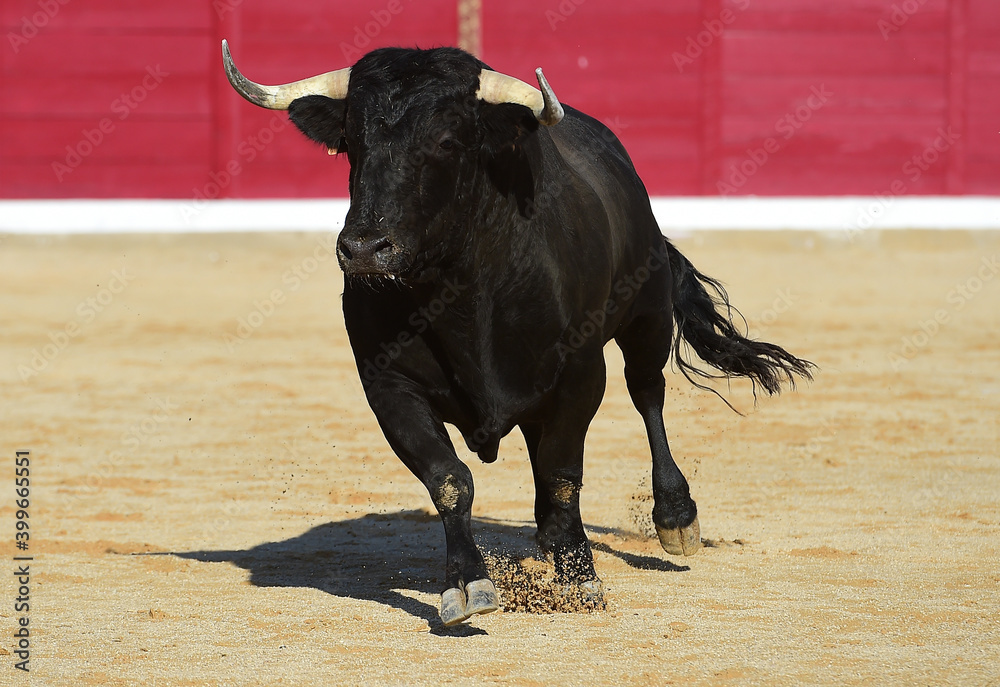 spanish bull with big horns on the bullring arena in  a traditional spectacle of bullfight