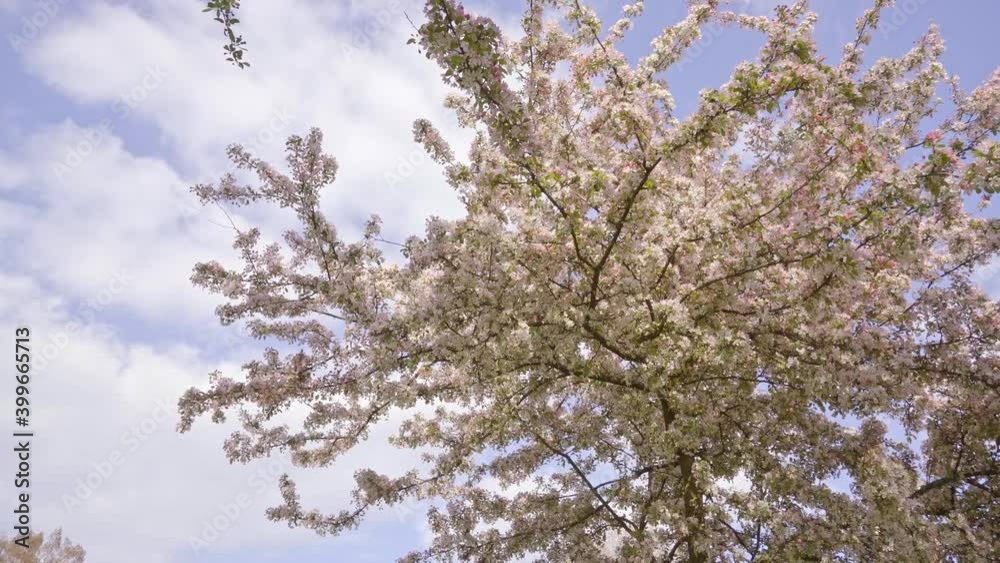 Low-angle shot of amazing cherry blossom trees in the park, blue sky and white clouds background Low-angle shot of amazing cherry blossom trees in the park, blue sky and white clouds background