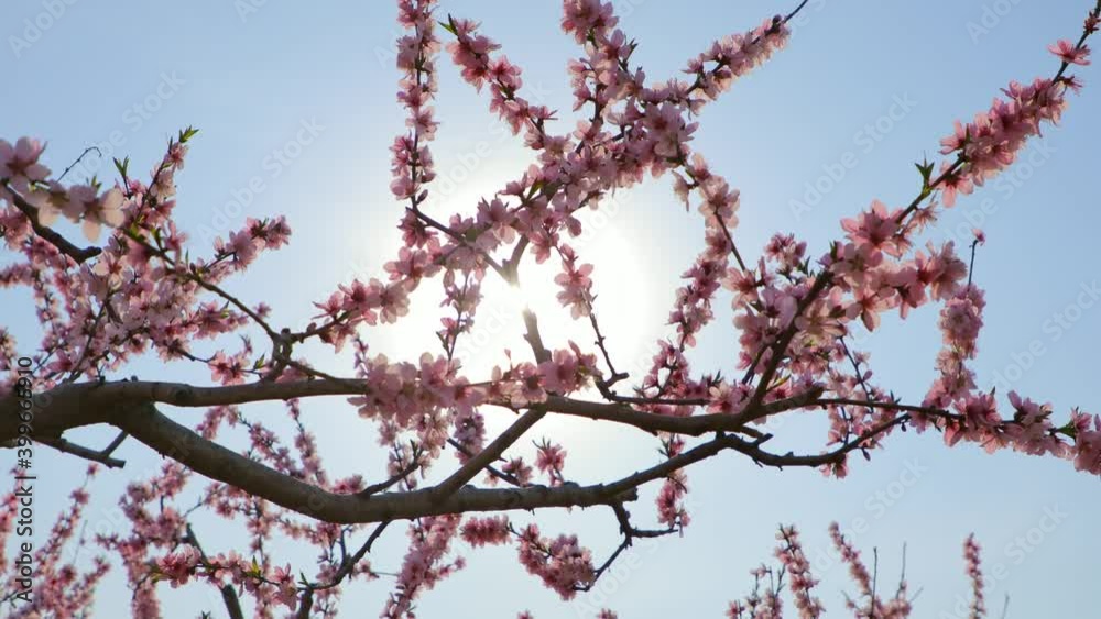 Closeup of pink flower branches swaying in the wind, backlighting shot Closeup of pink flower branches swaying in the wind, backlighting shot