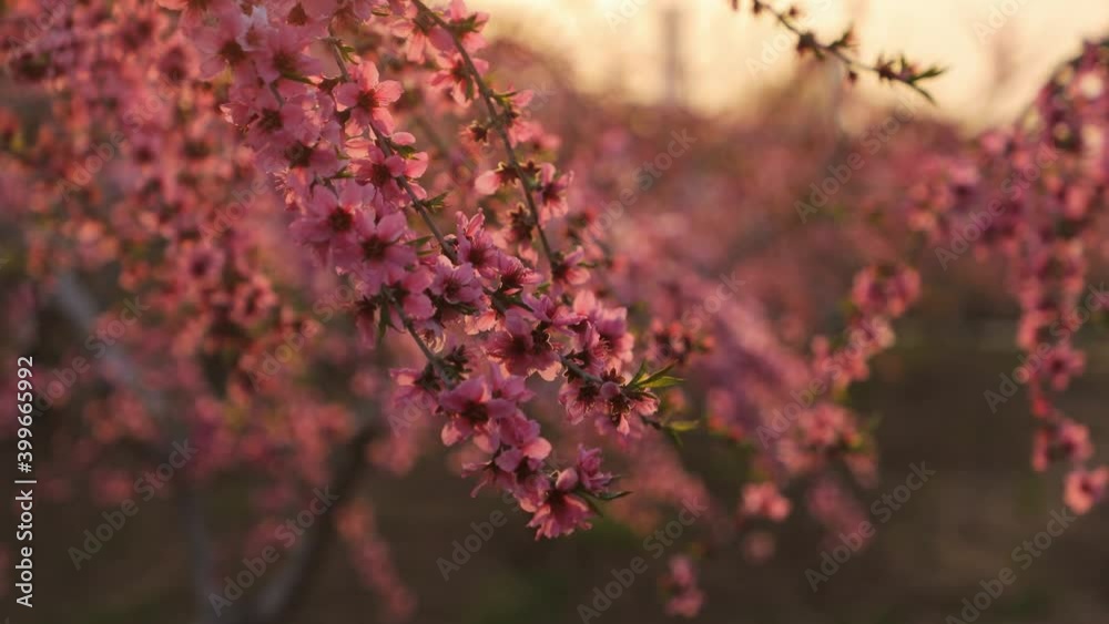 Pink peach flowers under sunlight at sunset, blur background, pull focus Pink peach flowers under sunlight at sunset, blur background, pull focus