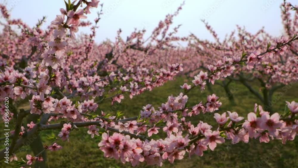 Charming peach garden and blooming peach flowers in spring, focus on foreground Charming peach garden and blooming peach flowers in spring, focus on foreground