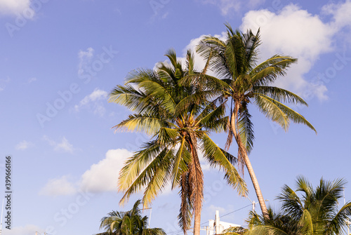 Two palms in Holbox Island 