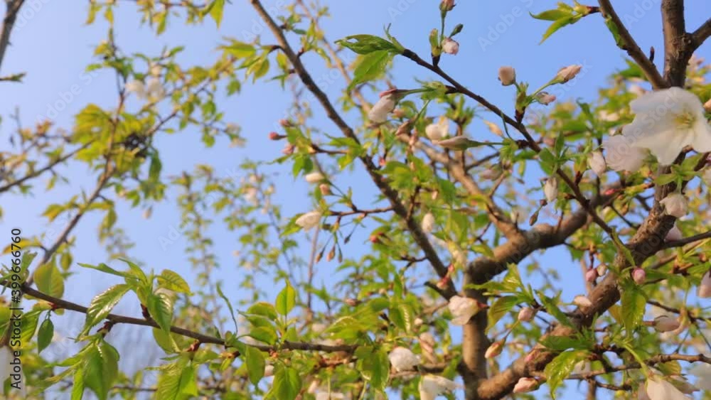 Blooming white flower trees swaying in the wind in spring, blue sky background Blooming white flower trees swaying in the wind in spring, blue sky background