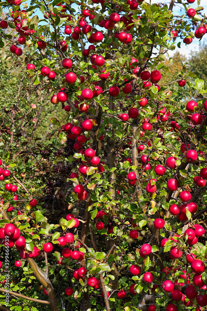 An apple tree loaded with red crab apples