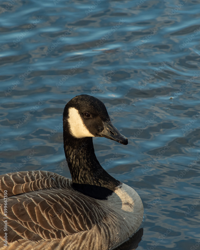 Fototapeta premium canada goose At Agrignon park Montreal Quebec