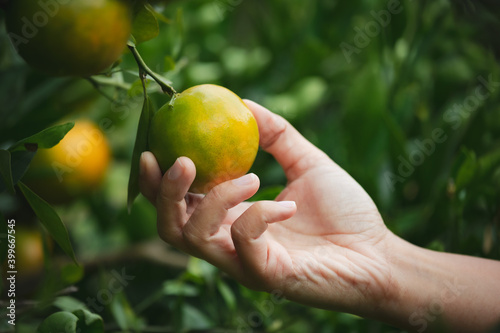 Close up of gardener hand holding an orange and checking quality of orange in the oranges field garden in the morning time.
