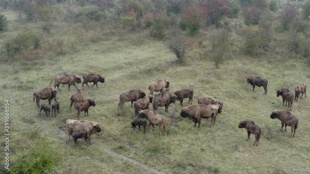 European bison bonasus herd standing in a bushy field,grazing,Czechia. European bison bonasus herd standing in a bushy field,grazing,Czechia.