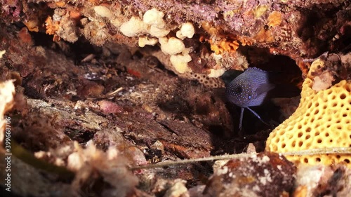 Southern Blue Devil Fish Paraplesiops meleagris endemic Southern Australia 4k slow motion photo