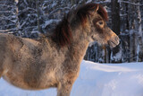 shetlend pony in snow