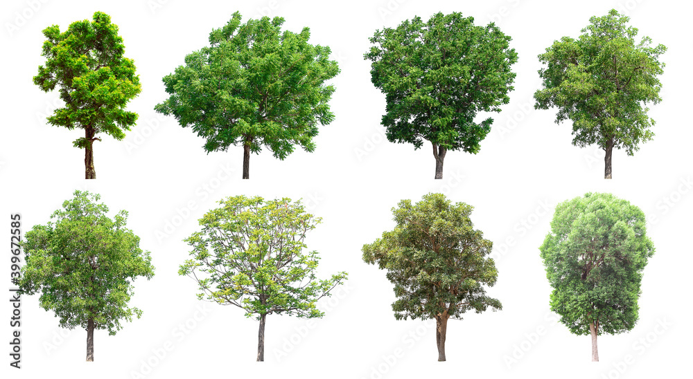 Isolated trees collection on white background