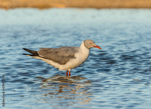 Gray Hooded Gull, aka Gray Headed Gull or Grey Headed Gull taken in South Africa. photo