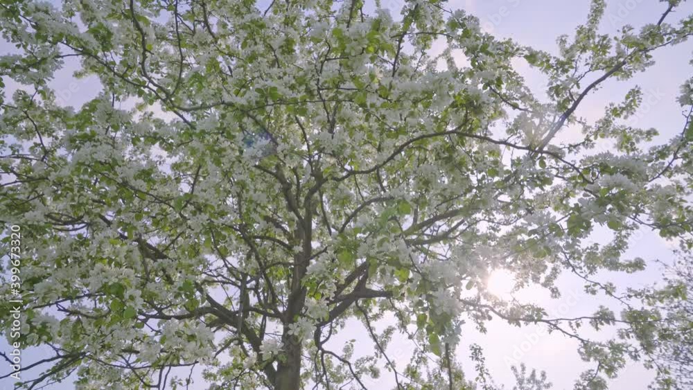 Low-angle shot of white cherry blossom trees in the park, backlight Low-angle shot of white cherry blossom trees in the park, backlight