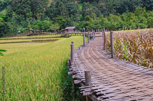 Beautiful curve bamboo bridge in rice and corn field