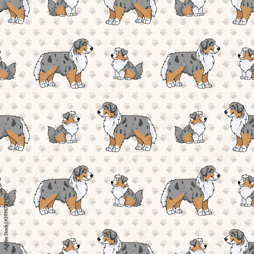 Cute cartoon Australian Shepherd sitting vector clipart. Pedigree kennel dog breed for obedience training. Purebred domestic puppy for dog show illustration mascot. Isolated canine hunting breed. 