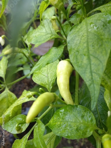 green chili in the garden