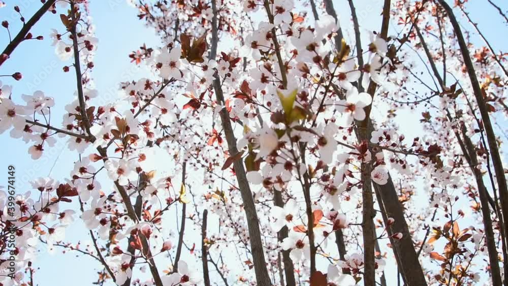 Closeup of sakura blooming in spring, sunlight through branches, low-angle shot Closeup of sakura blooming in spring, sunlight through branches, low-angle shot