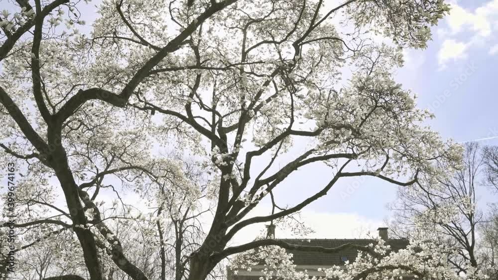 White yulan magnolia trees in the park, blue sky and white clouds background, camera moving up White yulan magnolia trees in the park, blue sky and white clouds background, camera moving up