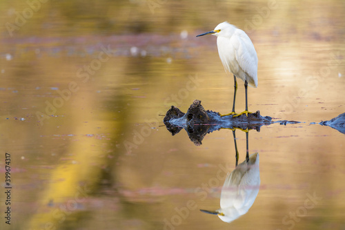 Snowy egret perched on a floating log hunting .
