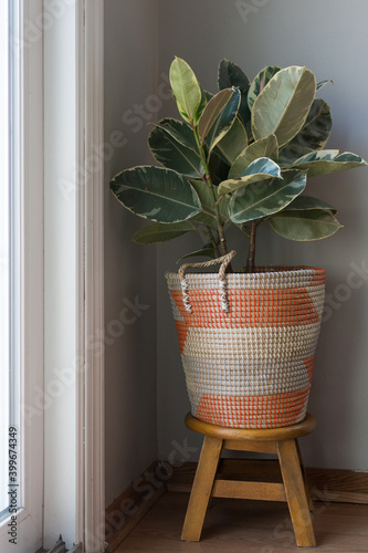 Variegated Ficus Tineke in natural fiber basket near window in gray interior room photo