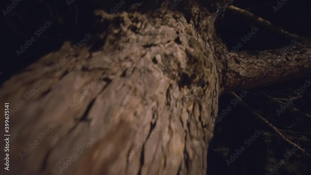Climbing up a spooky, haunted tree in the dark. Climbing up a spooky, haunted tree in the dark.