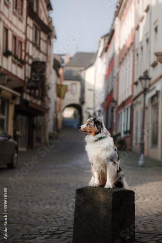 dog in the city. marbled Australian shepherd in the city. Traveling with your pet. Old center. 