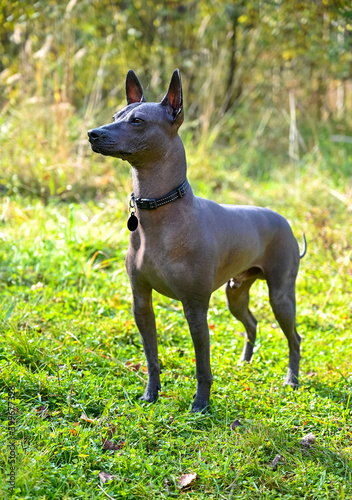 Xoloitzcuintle (Mexican Hairless Dog) free standing on green meadow outdoors shot in sunny day 