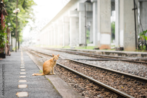 Selective focus of Orange cat on a train station with sunlight