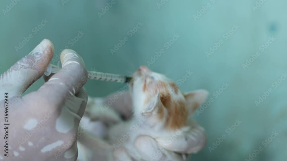 A veterinarian in white gloves vaccinates a homeless sick cat in outdoors. Pet treatment A veterinarian in white gloves vaccinates a homeless sick cat in outdoors. Pet treatment