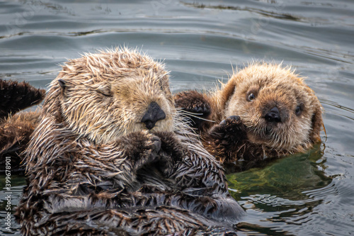 Mother and Baby Sea Otter