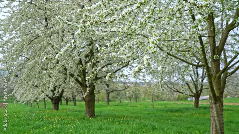 White cherry trees on green grass in plantation, agriculture field White cherry trees on green grass in plantation, agriculture field