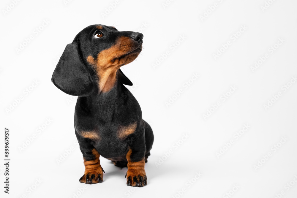 Cute playful dachshund puppy sits and looks up waiting for the command on a white background, copy space for advertising